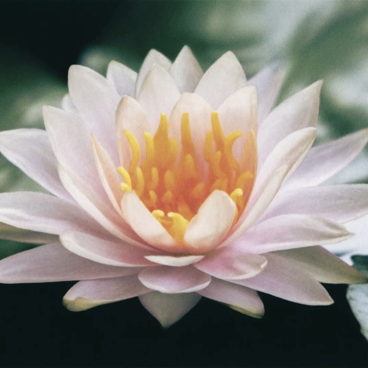 idk95924659's tweet photo. zen is a lyrical visual musical masterpiece and how amazingly this fits her life.
the lotus being the evolution the transformation and the owl representing the sixth sense the Zen mode she unlocked.cross her break her all you want but she can't be shaped or controlled. brilliant! https://t.co/VVY9ZbqkpO
