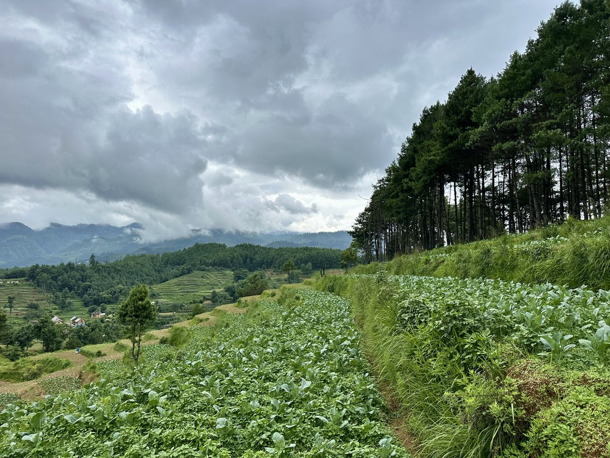 insidechitlang's tweet photo. Chitlang Agriculture. सोसुन्दोल नमोकुञ्ज l 
#insidechitlang #namokunja https://t.co/8hUhiFHjhi