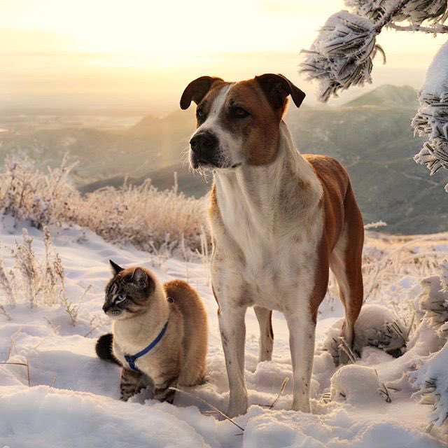 marie_nassar's tweet photo. Good morning X-Friends…🌷☕️
Have a blessed and relaxing Sunday 🌲🪵☃️❄️🐈🐕🧡🤎

#SundayMorning 🌷 #CoffeeTime ☕️ #AnimalLovers 🩷 #StayPositive ☃️ #Blessings 🤍 #PeaceAndLove 🕊️ https://t.co/pOh6BEmuiY