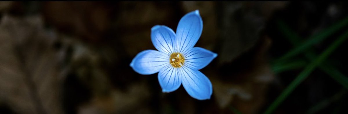 "sen elindeki uçurtmayı kaçırdın
ben ezdim avuçlarımdaki kelebeği     
ve biliyorum biz bize galip gelirken
en önce kendimize mağlup olmuştuk
sen sahadan çekildin
ben sahayı hayatımdan çektim "

Reşid ÇAYOVAN