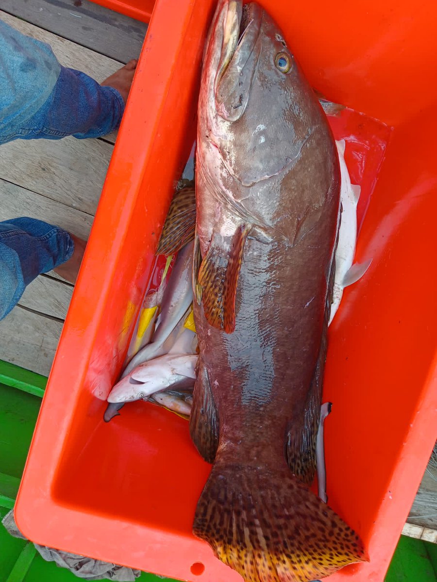 windya_melani's tweet photo. Minggu (12/01), Rusyita Windya Melani, Luhkan Kutai Timur, di Bp Alpiansyah KUB Kepiting Asoka, Ds Benua Baru Ulu, melaporkan tangkapan ikan kerapu, rawai, sebanyak 13 kg, 
harga Jual Rp 30.000/kg #GiatLuhkanSatminkalTegal #KutaiTimur #Tangkap https://t.co/Tpbd4Uthxf