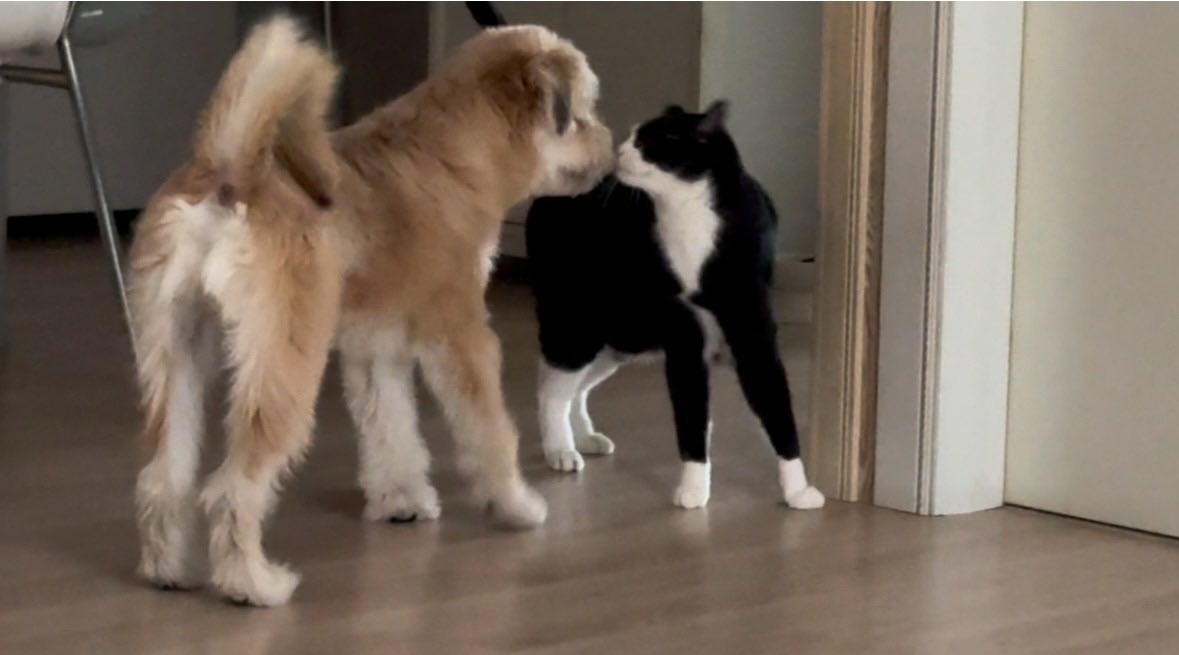 귀여워서 소리지름