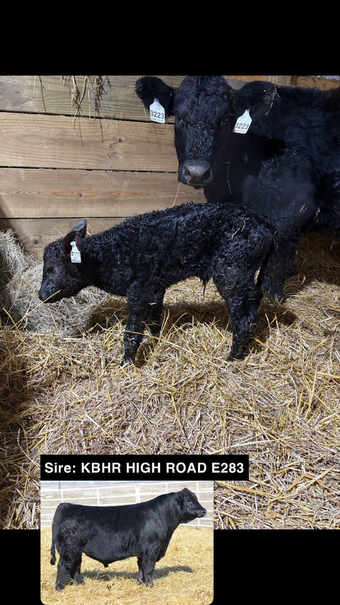 Calving season has started. Heifer calf. #Beef