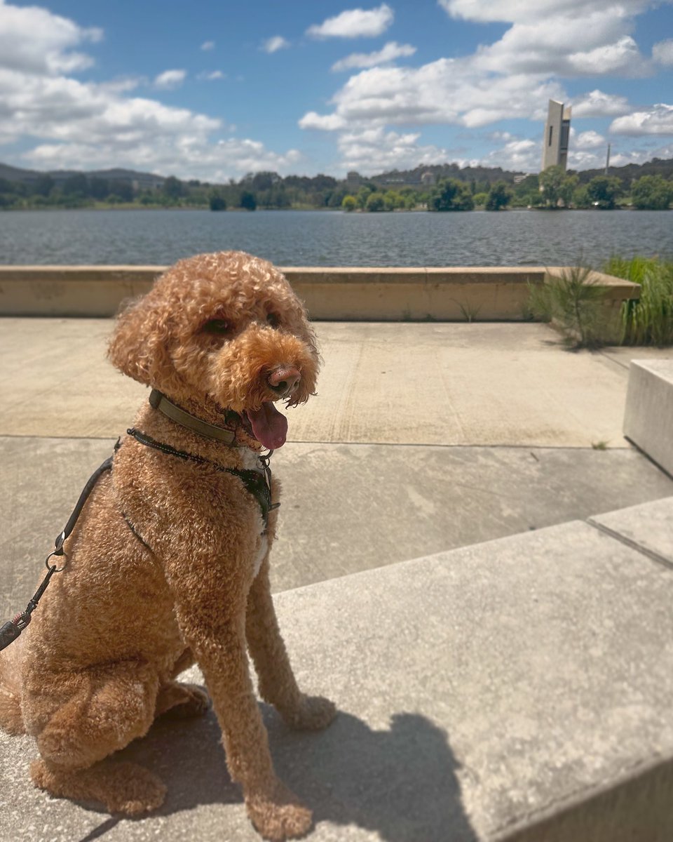 SlasherBoyVR's tweet image. Ludo had a good day today at Lake Burley Griffin 🥰