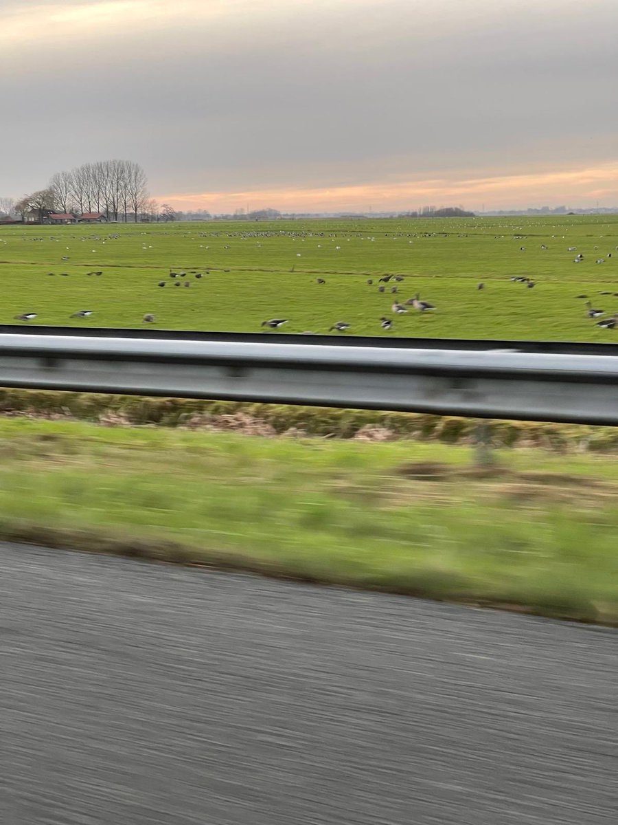 #stikstofvraag voor de experts; als 1 gans 0,1 kg stikstof (N) per jaar achterlaat, 10 ganzen één tot meerdere kilo’s stikstof per jaar uitschijten; hoeveel stikstof depositie hebben 1.000 ganzen dan? En waarom mogen die ongelimiteerd overal ook de N2000 gebieden onderschijten?