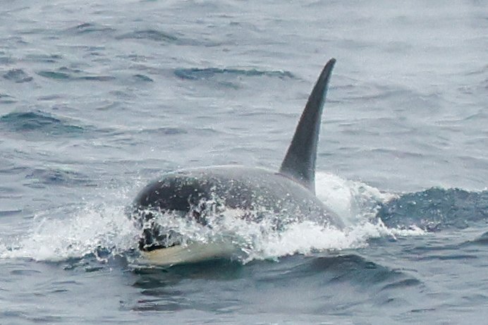 and we thought yesterday was good...

this big bull type-D Orca came cruising past the ship early morning. tears may have been shed...

oh, and A23-A came past too

#WayDownSouth with @birdingdad and <a href="/OceanwideExp/">OceanwideExpeditions</a>