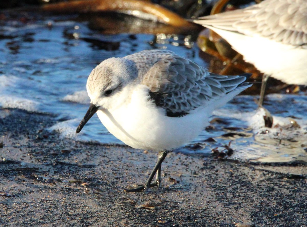 sandyclem's tweet photo. Sanderling at St Mary's yesterday #birdwatching #birdwatchers #birding #BirdsSeenIn2025 #BirdTwitter #birdoftwitter #birdsbirdsbirds https://t.co/TOl7jbwS5A