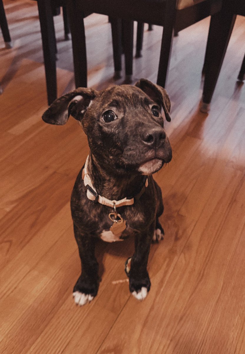 brought home a new member of the fam yesterday 🤗 Xena 🤍