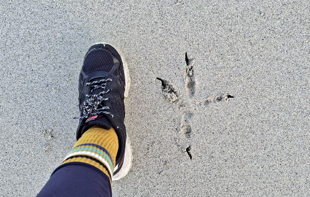 EilidhCarr's tweet image. Look at the size of the footprint from a White tailed eagle 🦅😳 the eagle had landed on the beach in the distance to eat a bird. This is the size of its footprint left in the sand, compared to my size 5 😳 what an amazing sight to see in the wild #OuterHebrides