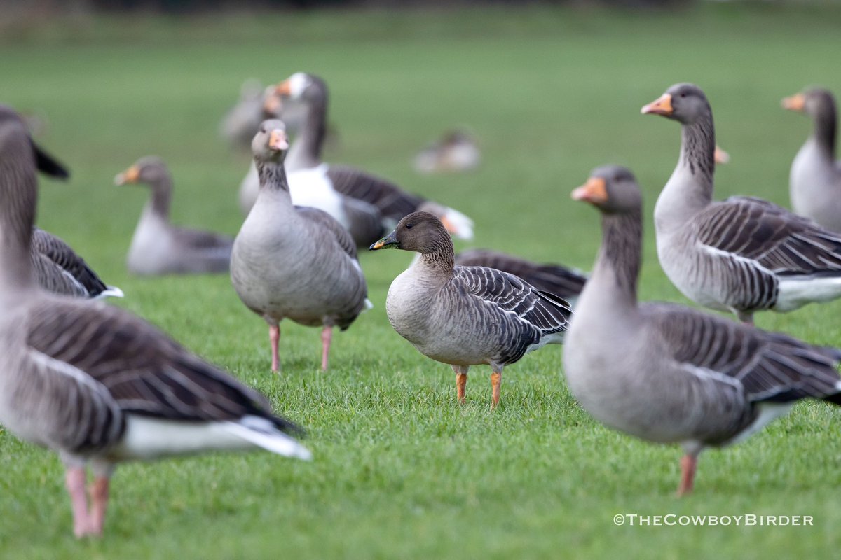 Tony Brown tweet media