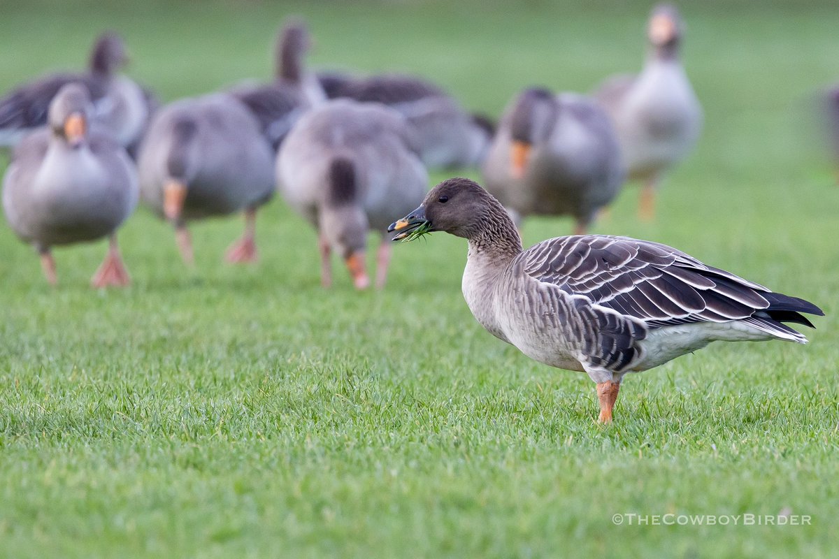 Tony Brown tweet media