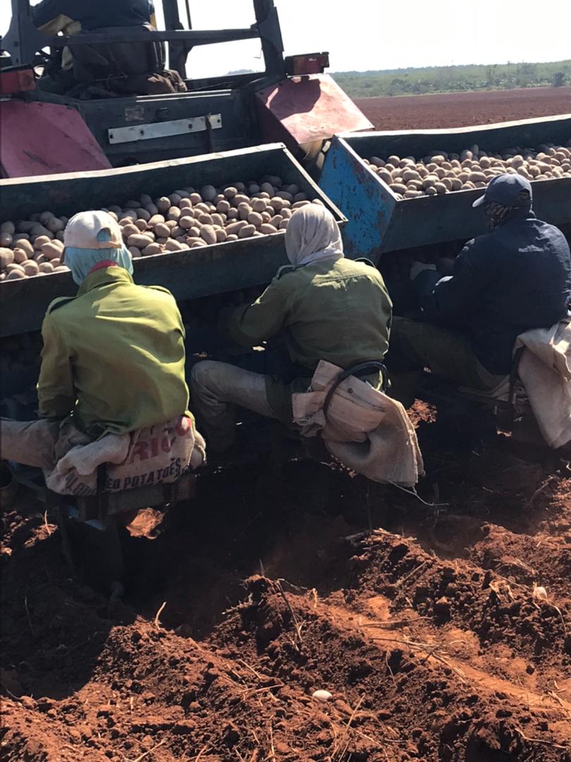 Ya en fase de terminación la siembra de papa en la #IslaDeLaJuventud #SentirPinero #SíSePuede