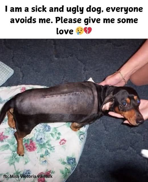 𝕏 Dogs tweet media