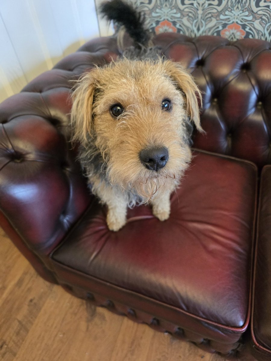 Saturday is #lakelandterrier time.  Pictures can deceptive, this would suggest an obedient and angelic mutt, it really is not the case 🤣