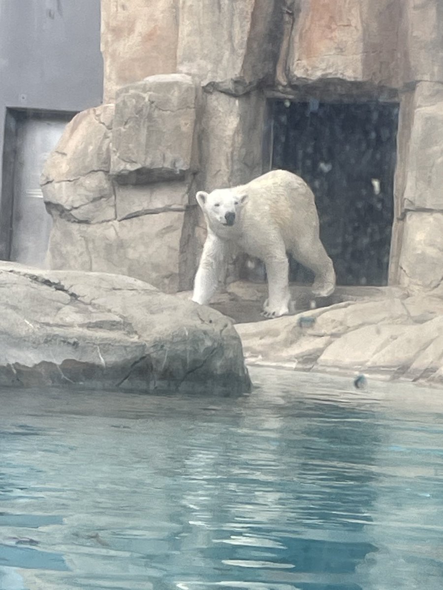 YFrusho's tweet photo. ゆめちゃん、はじめまして！
雪山のトンネル掘り、見れなかったけど、かわいい🩷から許す。 https://t.co/ejNkJOB6LM