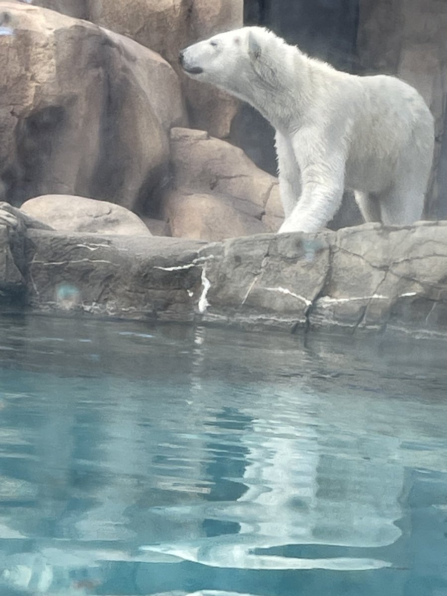 YFrusho's tweet photo. ゆめちゃん、はじめまして！
雪山のトンネル掘り、見れなかったけど、かわいい🩷から許す。 https://t.co/ejNkJOB6LM