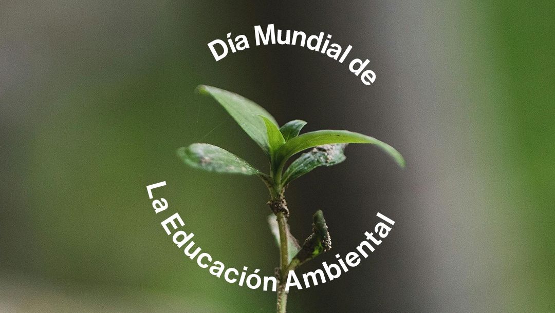 En este Día Mundial de la Educación Ambiental, reafirmamos nuestro compromiso con el medioambiente a través de acciones como el reciclaje de gafas.⁠
⁠
Porque juntos, avanzamos hacia un futuro más responsable.⁠
⁠
#protegiendolasmiradasdelfuturo