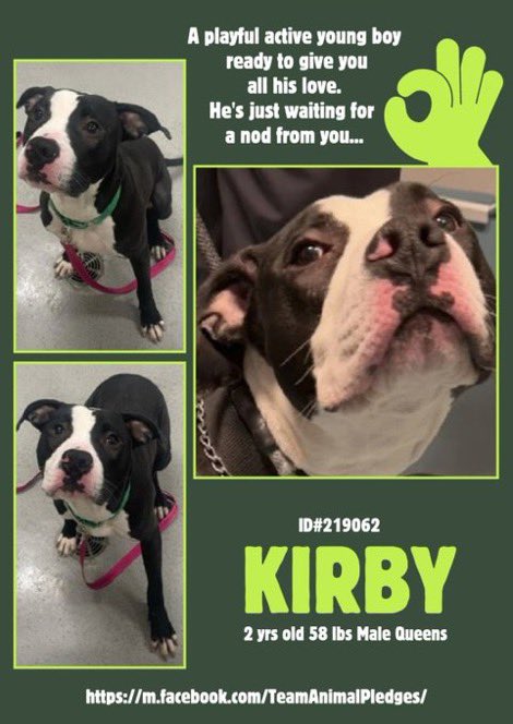 Moishe's Mom (@moishesmom) on Twitter photo Would U look at Kirby ๐คฉ๐๐ฅฐโฅ๏ธ
Heโs a playful, loving 2๏ธโฃyr old boy looking
4๏ธโฃ his โฅ๏ธ 4๏ธโฃever ๐ก
Swing down, ๐๐ปโโ๏ธ ๐ฒ ๐ 2๏ธโฃ the Queens
location of NYCACC and give this
Beautiful Precocious boy a โฅ๏ธ๐ก
Adopt Kirby - Queens NYC ๐๐ป๐๐ป๐ก Would U look at Kirby ๐คฉ๐๐ฅฐโฅ๏ธ
Heโs a playful, loving 2๏ธโฃyr old boy looking
4๏ธโฃ his โฅ๏ธ 4๏ธโฃever ๐ก
Swing down, ๐๐ปโโ๏ธ ๐ฒ ๐ 2๏ธโฃ the Queens
location of NYCACC and give this
Beautiful Precocious boy a โฅ๏ธ๐ก
Adopt Kirby - Queens NYC ๐๐ป๐๐ป๐ก