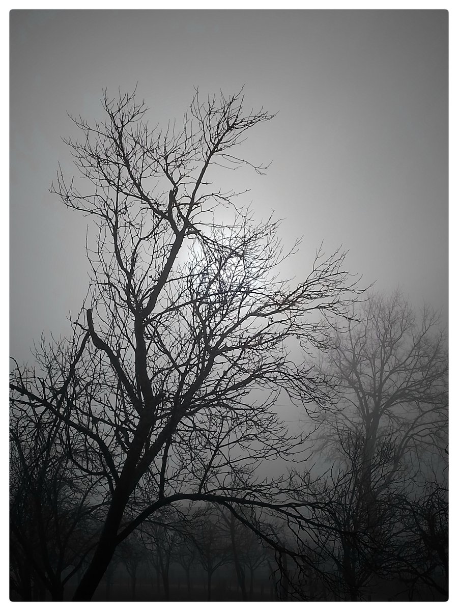 petkovic_b60165's tweet image. Dark companion #tuxedomoon