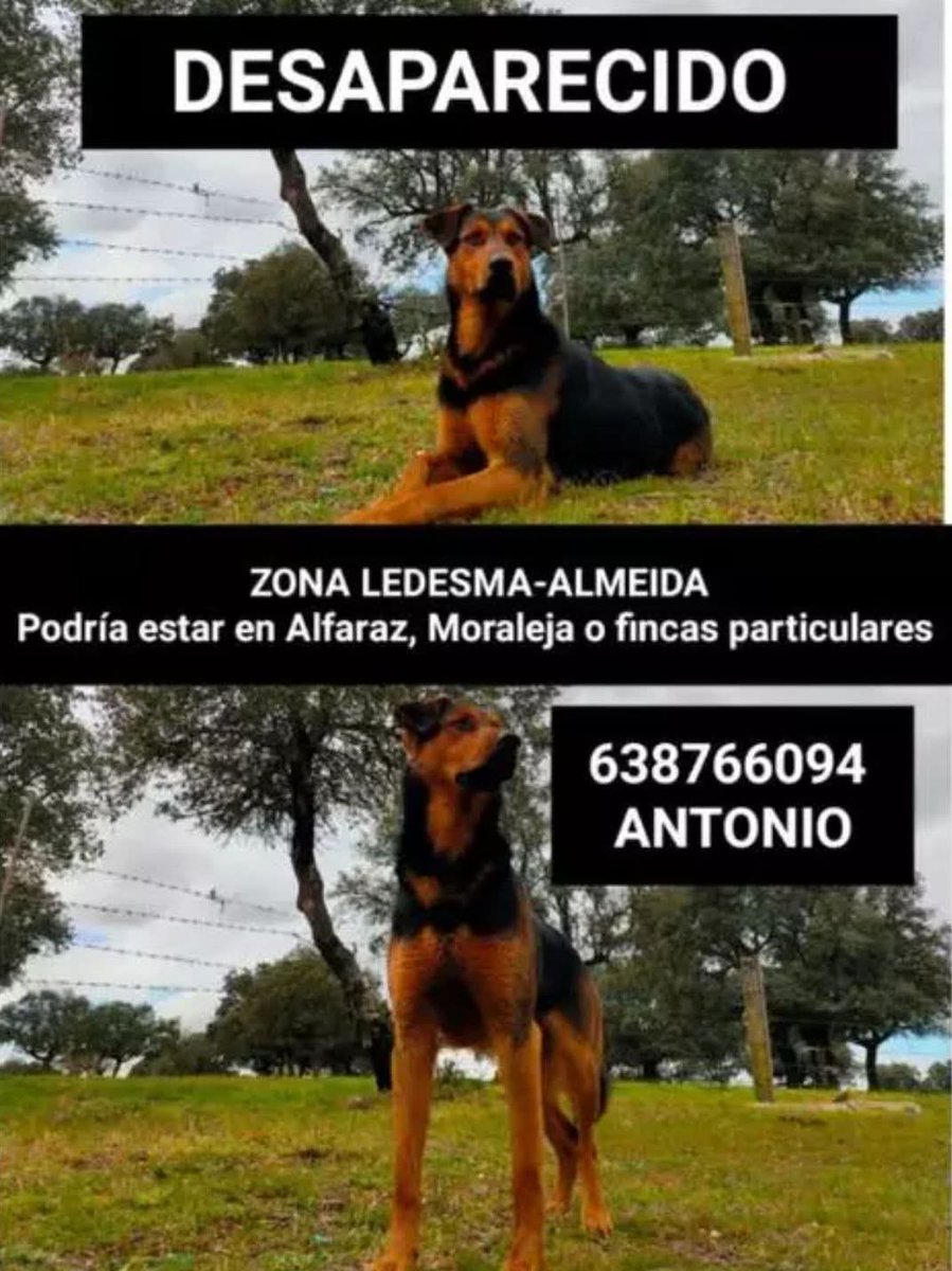 #Zamora. Cruce de pastor alemán y rottweiler. De gran tamaño y con colores marrón oscuro y negro,  “carácter amigable y sociable”.Contacto ☎️Guardia Civil (061) o con su dueño ☎️Antonio 638766094.Podría encontrarse cerca, zonas de  Alfaraz, Moraleja o alguna finca.