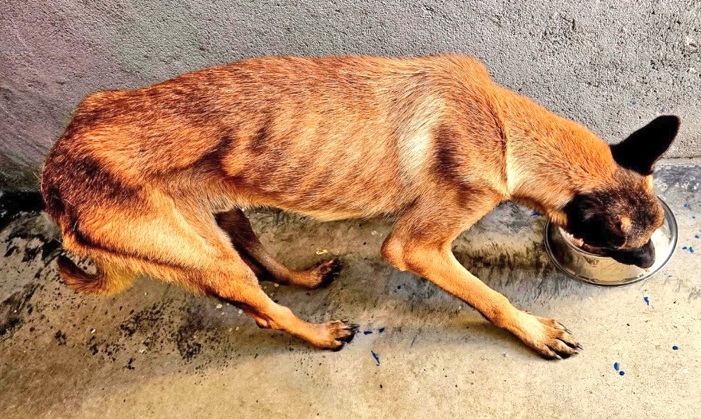 Erta2017's tweet photo. #Madrid

Extremadamente delgado.
Extremadamente necesitado💔

Mel tiene leishmania avanzada.
Quieren que se recupere y  encontrarle una #acogida o #adopción

Si eres de la Com. Madrid y puedes ayudarle,
escribe info@axlamadrid.org https://t.co/XPhqjBxz8h