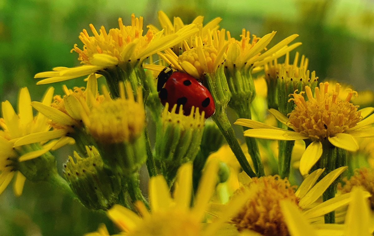 marianne 🐾🍄 tweet media