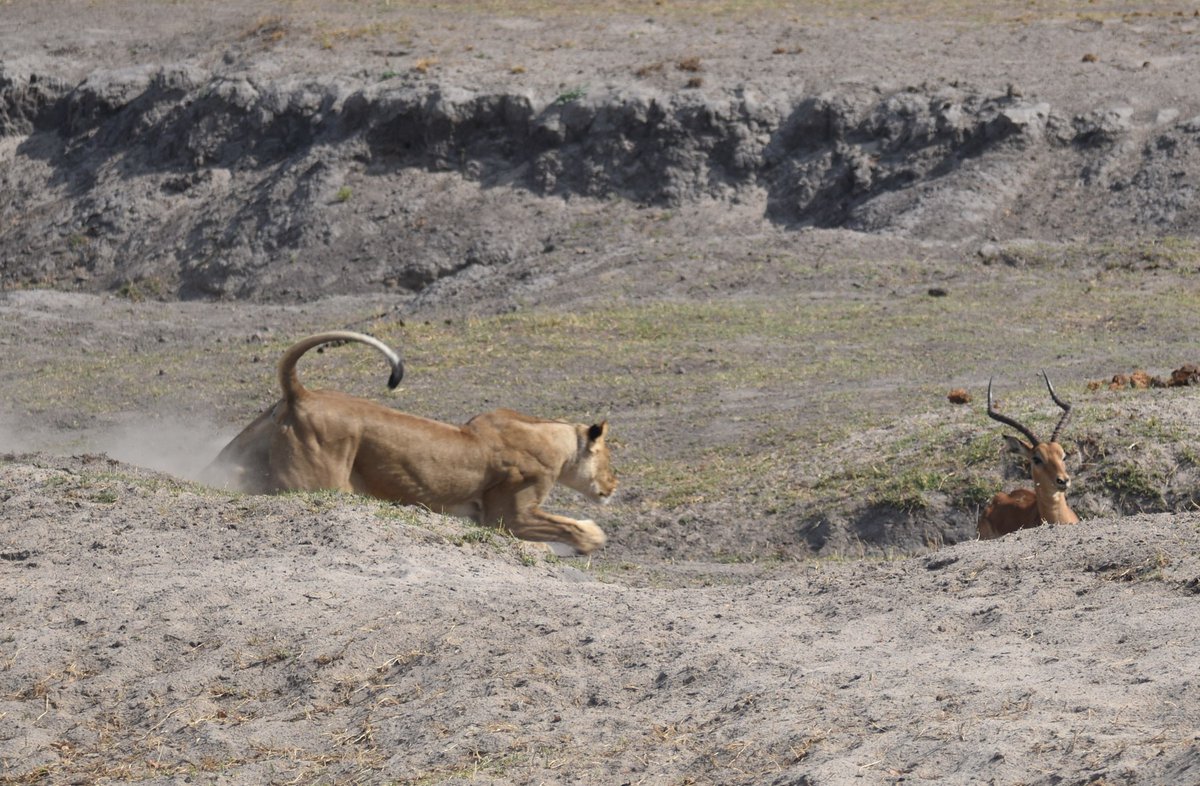 andbeyondtravel's tweet photo. Killer precision: A lioness in action, her powerful strike captured perfectly at the exact moment of impact.
----------
📷: Kyla Hanington
📍: andBeyond Botswana Under Canvas
🌍: Chobe National Park, Botswana
----------
#andbeyondtravel #andbeyondsightings #WILDwatch https://t.co/1nIAjSwGO5