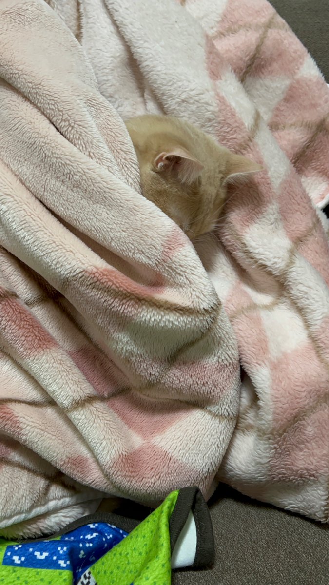 ji231208's tweet photo. 毎日毎日寒いですね🥶

レオも寒くて毛布に避難中です🥲

#ねこ #猫 #レオ #猫のいる暮らし #ねこレストラン #ねこかわいいね #ねこあつめ２ #猫好きさんと繋がりたい #猫のいる暮らし𓏲𓎨 #猫好き https://t.co/KQ6cD5MbpR