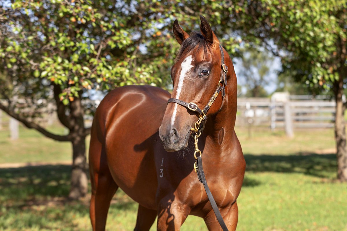 Barador Bloodstock tweet media