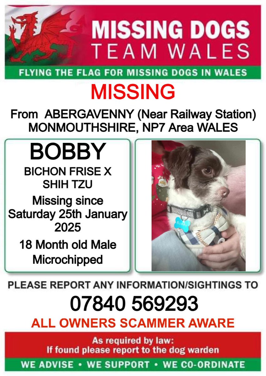AdoptionsUk's tweet image. Please retweet to help find Bobby MISSING #ABERGAVENNY (near railway station)  #MONMOUTHSHIRE #WALES #UK 25 January 25
URGENT SHARES PLEASE, NERVOUS SO DO NOT CALL OR CHASE. He could have been picked up and could be in another area, please share widely⭐️⭐️⭐️
PLEASE CALL THE