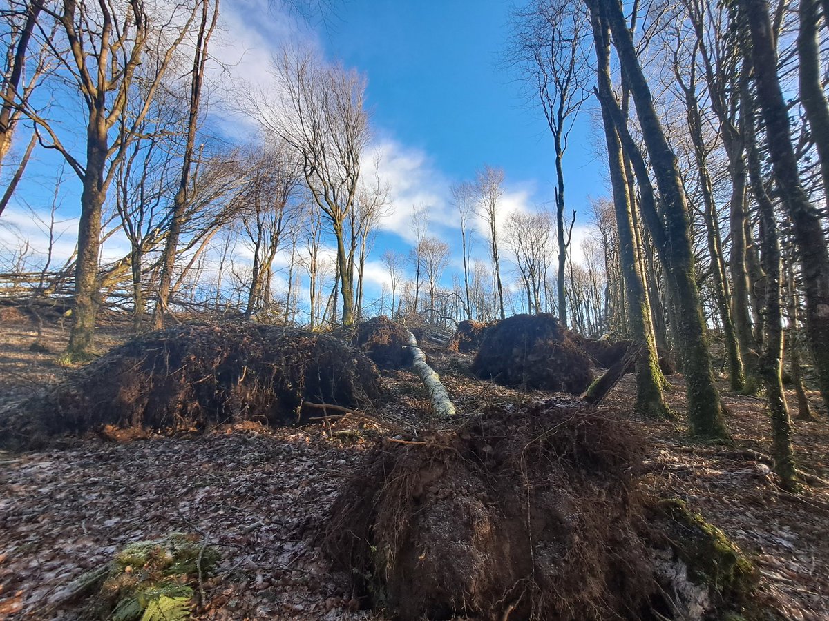 MeathKat's tweet photo. Utter devastation in #mullaghmeen after #StormÉowyn https://t.co/Az4zVTkWqS