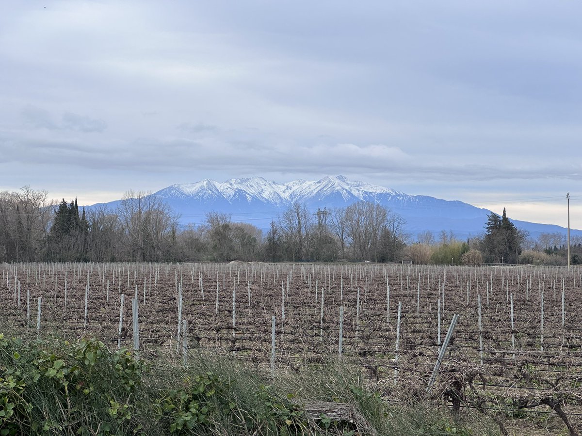 FMonteilhet's tweet photo. Une montagne, le #Canigou pour horizon, des vignes pour racines. Quand le calme de la nature nous enseigne la force de l’équilibre. 🌍💭
#montagne #penseepositive https://t.co/4mmMKyGL2O