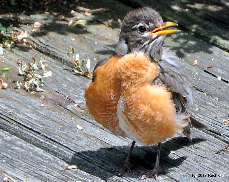 rachidH's tweet photo. #Juvenile #AmericanRobin #MerleD_Amérique #Merle #Turdus #Tmigratorius #Robin #Sparta #NewJersey #NJ #Ornithology
Rachid H shared a photo with you from the Flickr app! Check it out:
https://t.co/XI1i91ehm7 https://t.co/vhpf0EsAPs