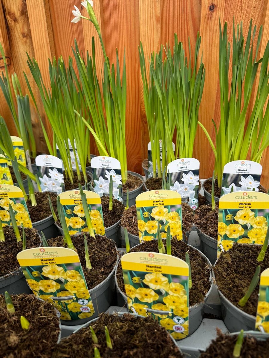 Spring Flowering Bulbs are in 🌱🌸🌿🌷🌼
£5.99 each, 3 FOR £15
Plant now for early colour, perfect for borders and pots! 

#caulders #cauldersgardencentre #spring #springbulbs