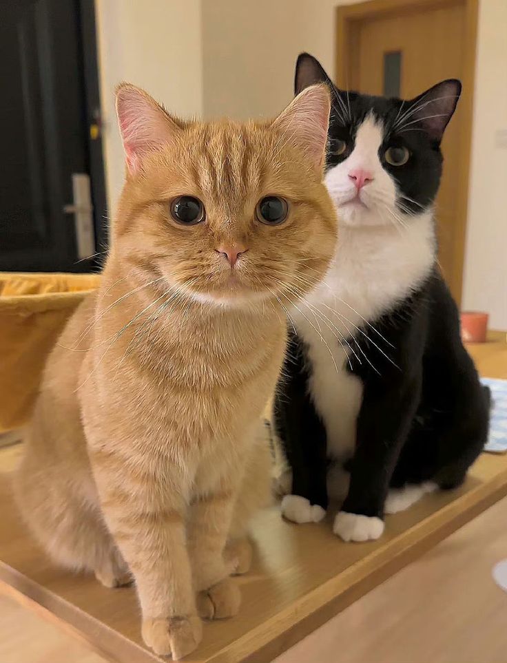 fonomii_030's tweet photo. Pick one Cutie Pie! (For 2.14🥰); STAY TUNED!!!

More about us: https://t.co/RYd2pm5HAq
#lego #panda #CatsOfTwitter https://t.co/hG3cWC7r8a