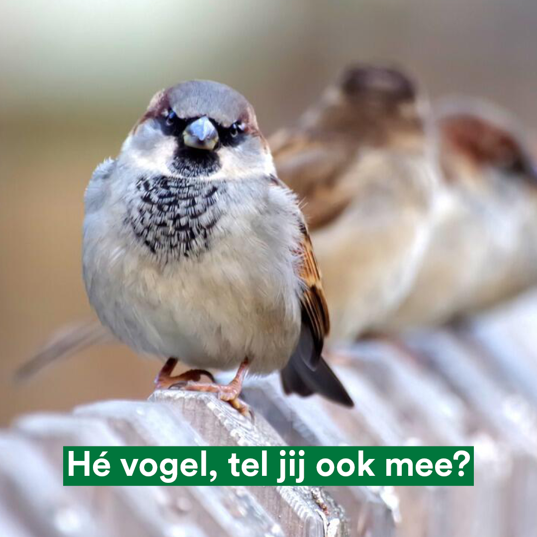 🐦 Ook vandaag kun je nog meedoen met de #Tuinvogeltelling van <a href="/vogelnieuws/">Vogelbescherming NL</a>

Dus vroege, vrije, vreemde vogels of van wat voor pluimage dan ook, als jullie een uurtje hebben op deze zondag...
👀 🪶 🗒️

Zo doe je mee
👉 vogelbescherming.nl/tuinvogeltelli…