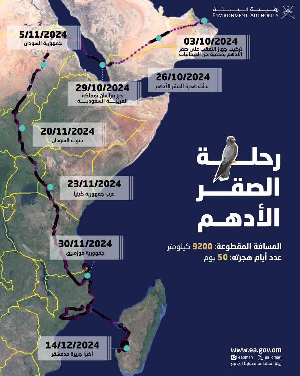 ea_oman's tweet photo. عبر السماء الشاسعة، حكاية ملهمة لصغير الصقر الأدهم من شمال سلطنة عُمان إلى جزيرة مدغشقر، رحلة امتدت 9200 كيلومتر في 50 يومًا. 

بدقة الأقمار الاصطناعية، تتبع الفريق البحثي في #هيئة_البيئة مسار هذا الطائر المهاجر، ولا زال يترقب مسار عودة هذا الصغير إلى السلطنة في أشهر الصيف. https://t.co/UwjtpUknhw