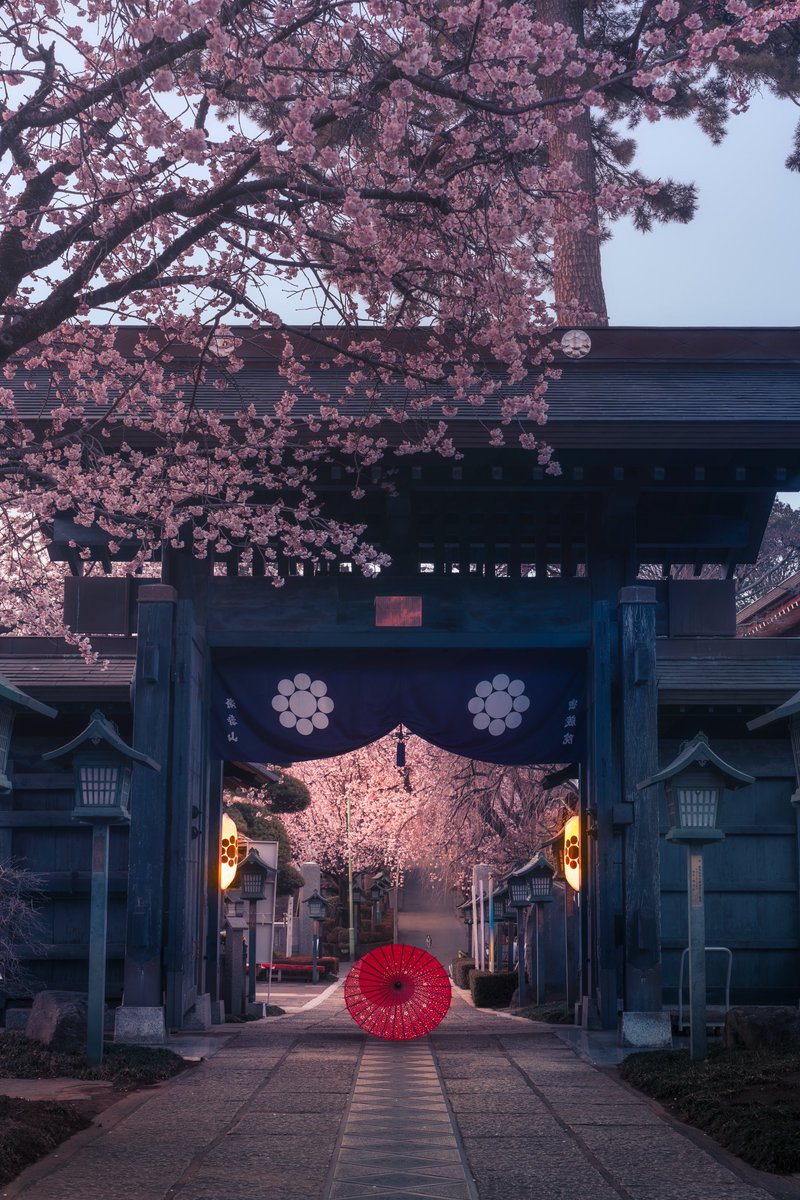 今年も桜の季節が楽しみ