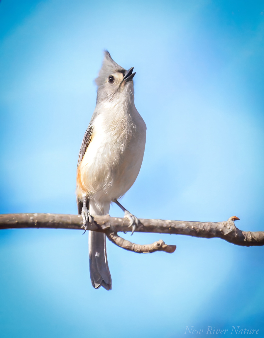 KerriFar's tweet photo. "The only thing better than singing is more singing."
Ella Fitzgerald

#TuftedTitmouse 
#SingYourSong #BirdJoy #Birds #BirdWatching #NewRiverNature #NaturePhotography #NatureTherapy #BirdTherapy #NatureLovers #BirdLovers https://t.co/okAmy3KNvp