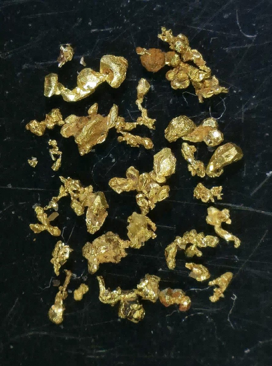 昨日採取した自然金【結晶】 この自然金は砂金ではなく柴金と呼ばれ