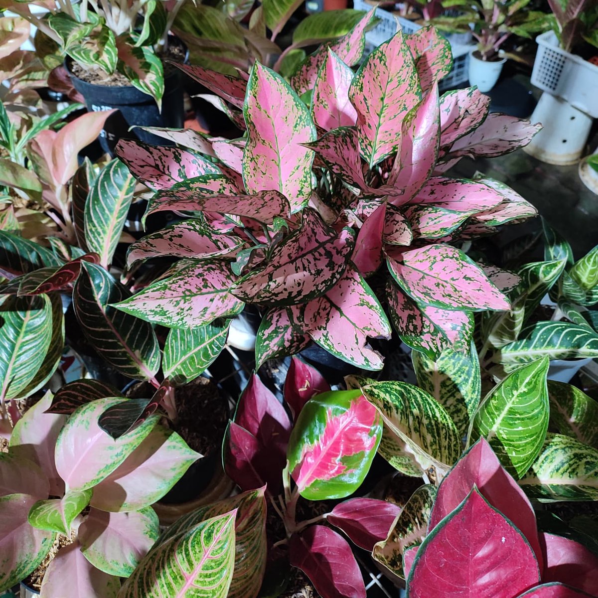 Mari Berkebun Florist tweet media