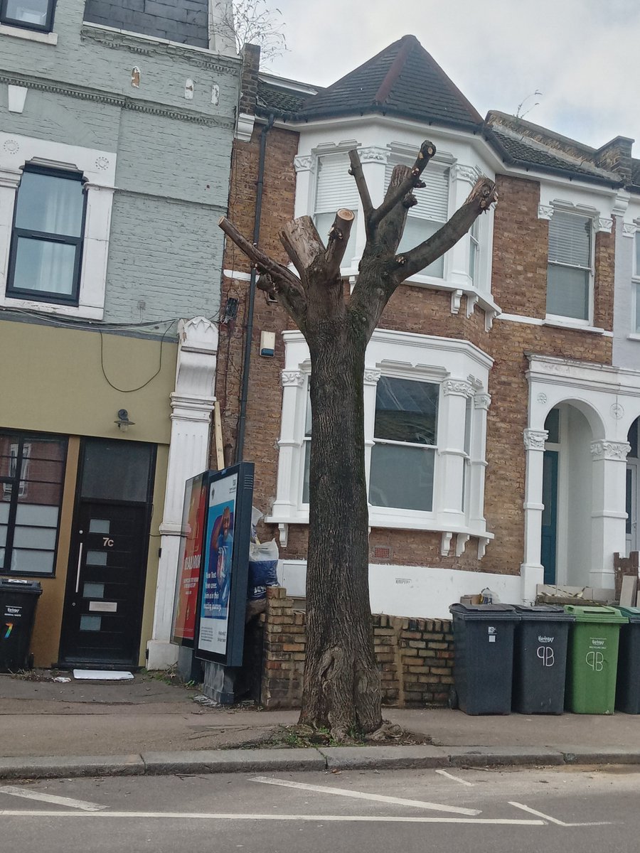 Haringey Tree Protectors tweet media