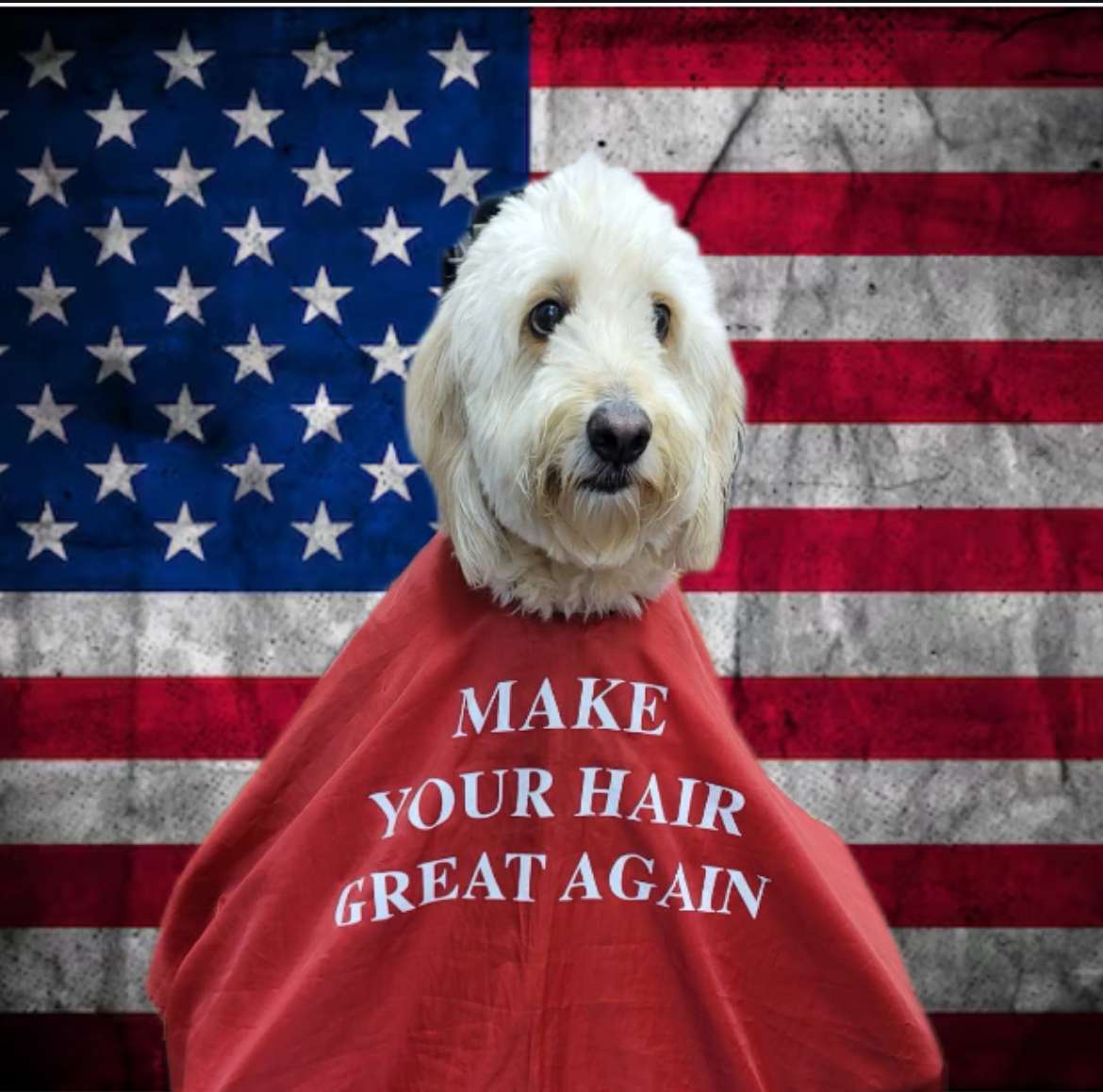USA_SERBIA's tweet photo. @RichardGrenell @DonaldJTrumpJr @wakeupusa @ACTBrigitte @bennyjohnson
@realTrumpNewsX
#goldendoodle #USA #Republicans #MAGA #magadog https://t.co/EgLIhQGeIX