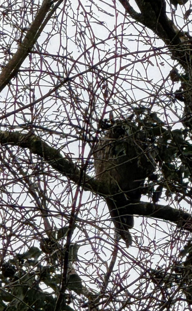 Mooie #ransuil in mijn achtertuin voor Nationale Tuinvogeltelling. Tel jij dit weekend ook 1x een half uurtje mee? #tuinvogeltelling vogelbescherming.nl/tuinvogeltelli…