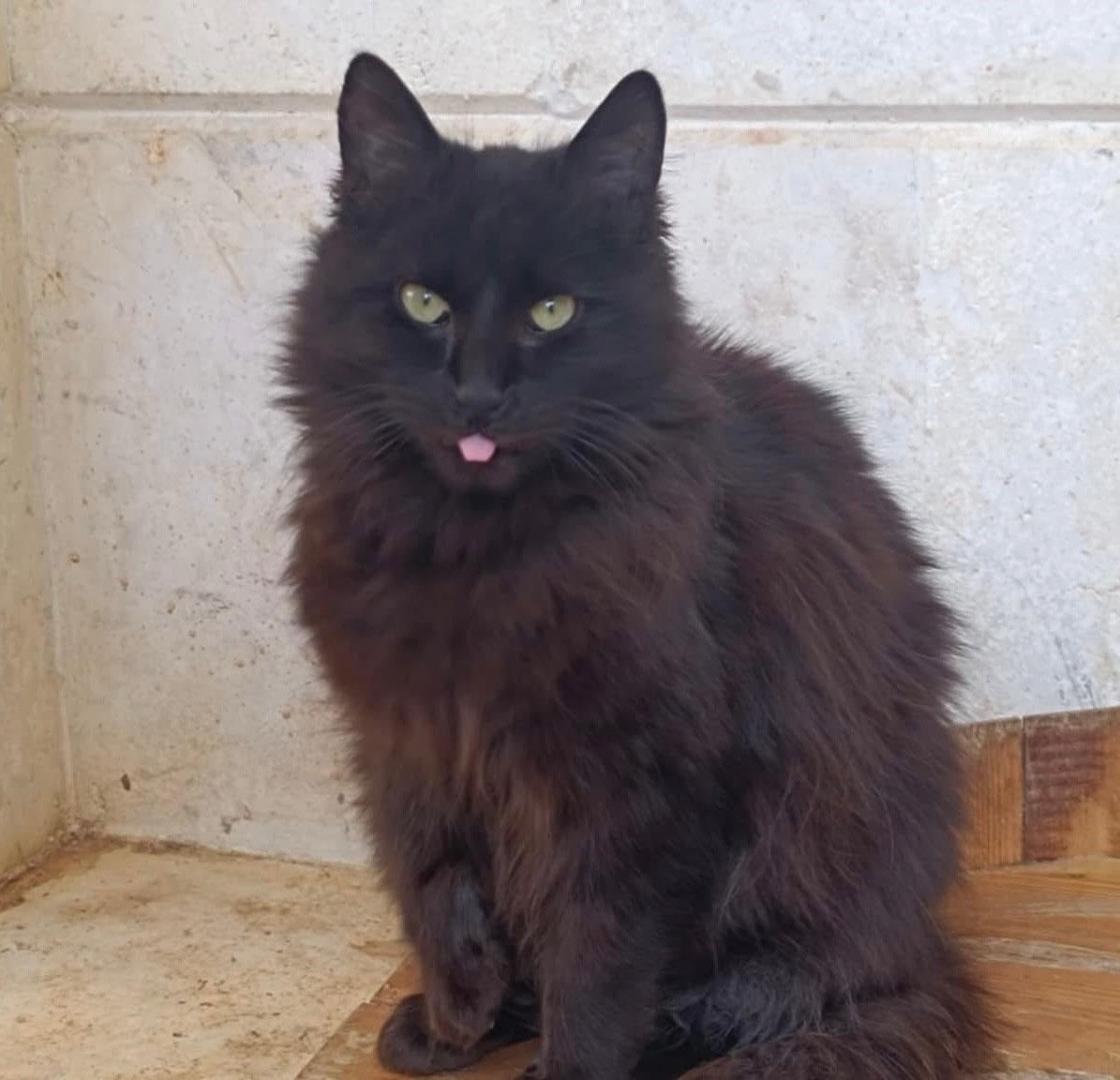 The Authentic Cat Man From Aleppo tweet media