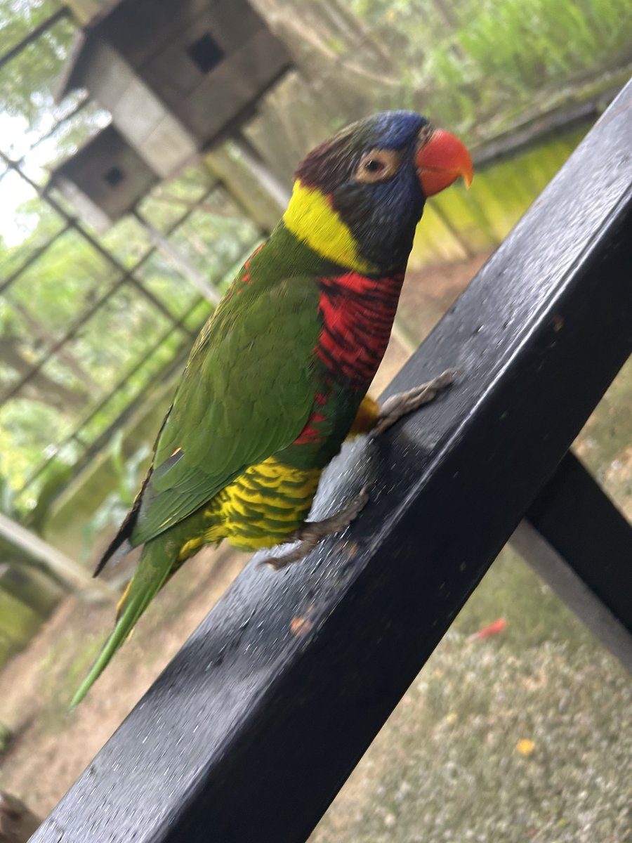 My cat evolved to a bird