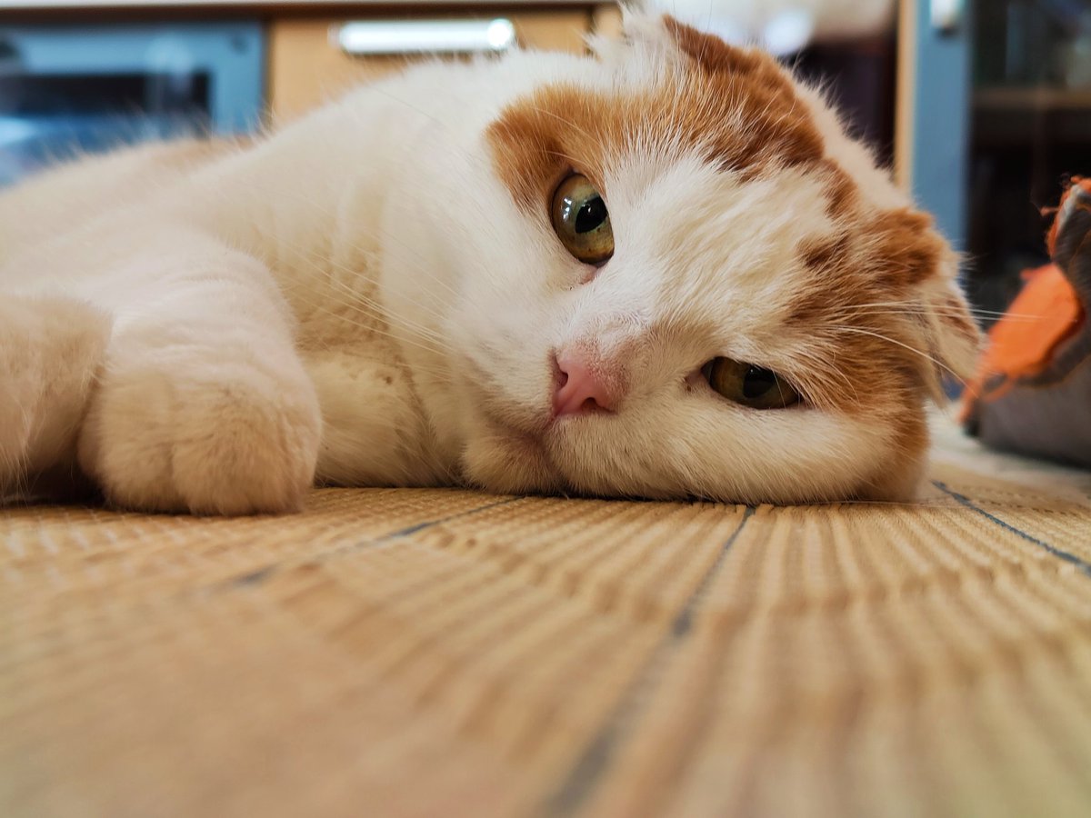 kaji921's tweet photo. 11月に虹の橋を渡った我が家の
🐱すもも
カメラを向けるとすぐにそっぽ向いたり、撮られることが嫌いな子だったな😫
#FindX2pro (バッテリー能力低下)
#OPPOカメラ部
#ねこ
#スコティッシュ https://t.co/pifM1BmPyy