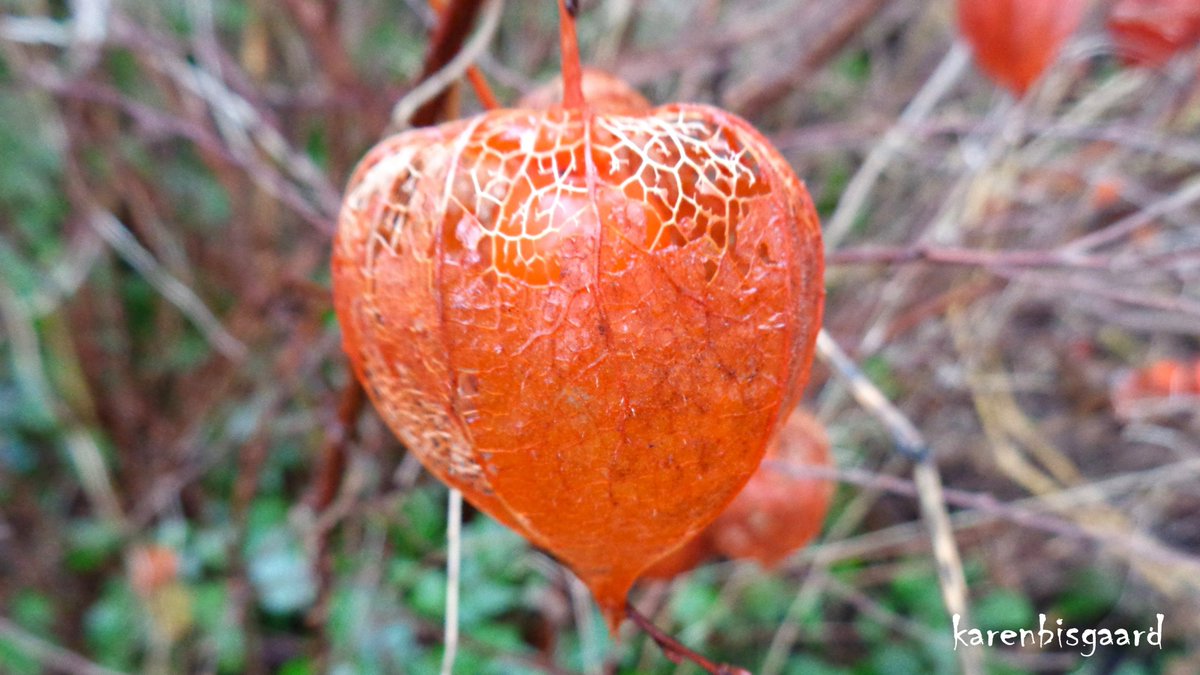KarenBisgaard1's tweet photo. https://t.co/rI1AAkczXG
#groundcherry #lantern #seedpod #winter https://t.co/Yk0FkolXDe
