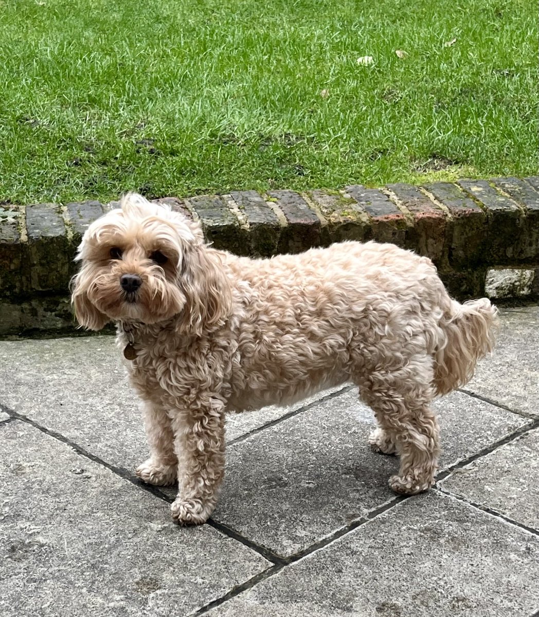 TheHoneyTails's tweet image. There’s talk of a walk, but I’m not sure I’m done out here. #DogDecisions can be very difficult 
#YouChoose