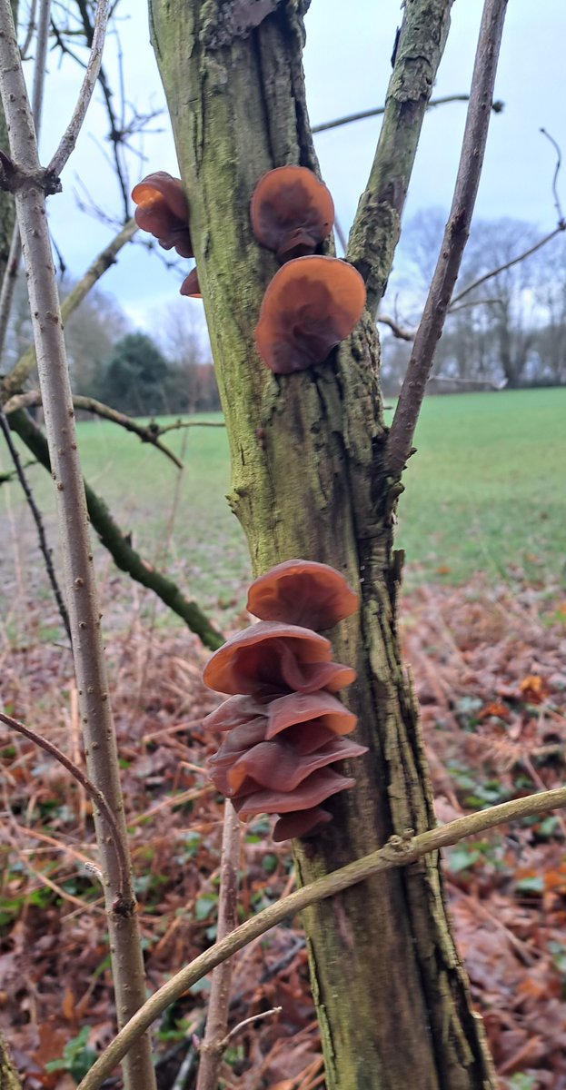 JiscaDijk's tweet photo. #AuriculariauriculaJudae #EchtJudasoor #Fungi #NMV #schimmels #Twente #Nivon #Egheria #Tankenberg
Tussen Oldenzaal en De Lutte ligt op landgoed Egheria met een top van 85 meter - de Tankenberg met prachtig uitzicht.
Vanmorgen met de plantenwerkgroep van Nivon-Hengelo genoten π₯° https://t.co/SijvnKWfaF
